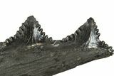 Bizarre Shark (Edestus) Jaw Section with Teeth - Carboniferous #312510-3